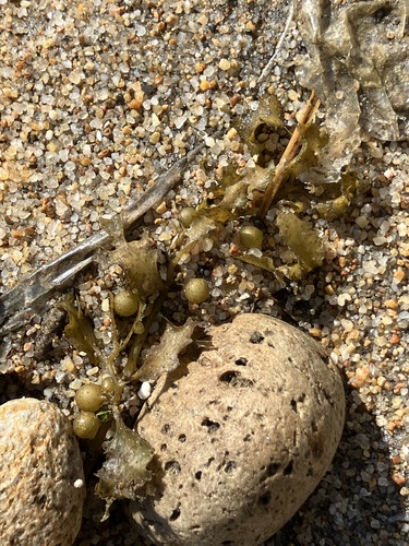 Sargassum cristaefolium observed 2026-08-21