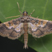 Ornate Hydriris Moth - Photo (c) budak, some rights reserved (CC BY-NC), uploaded by budak