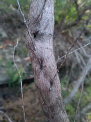 Styphelia setigera