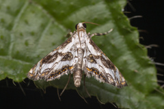 Paracataclysta fuscalis