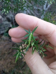 Styphelia setigera