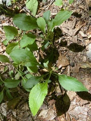 Solidago arguta arguta