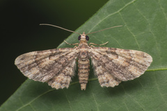 Gymnoscelis fasciata