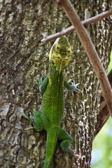 Anolis smallwoodi