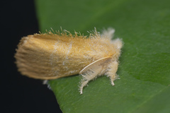 Euproctis singapura