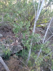 Styphelia setigera