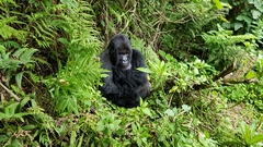 Gorilla beringei beringei