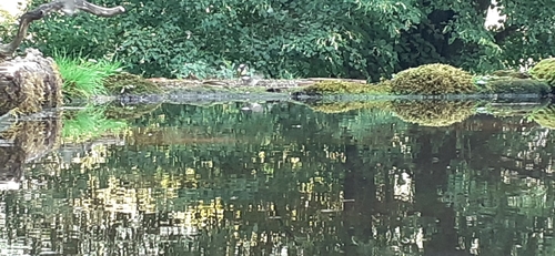White-throated Dipper