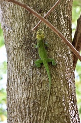 Anolis smallwoodi