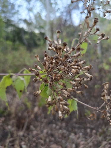 Chromolaena odorata, photograph 6
