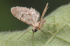 Gymnoscelis imparatalis