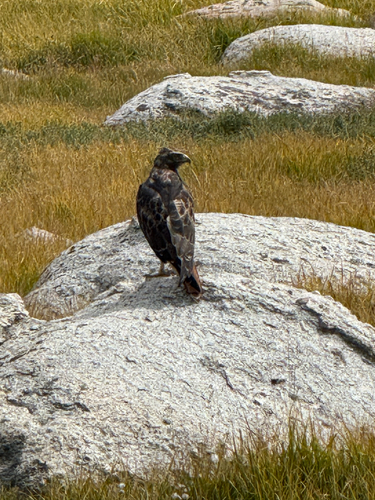 iNaturalist observation photo of Red-tailed Hawk