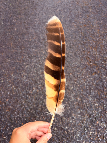 Brown Wood-Owl