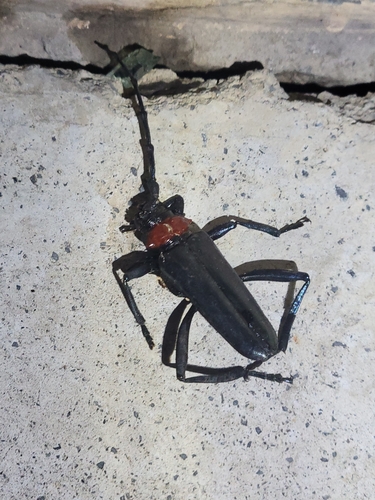 Red necked longhorn beetle