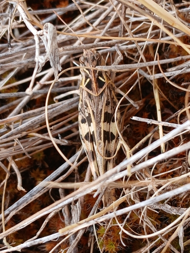 Handsome Cross Grasshopper