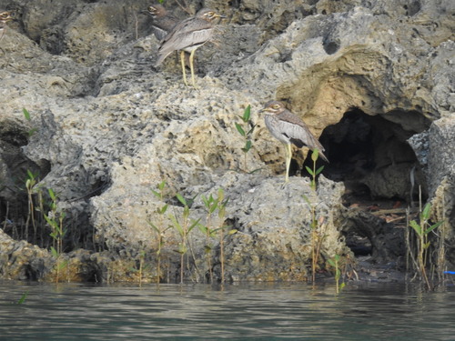 iNaturalist image