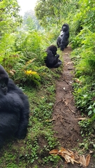 Gorilla beringei beringei