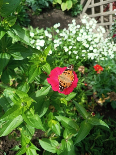 Painted Lady