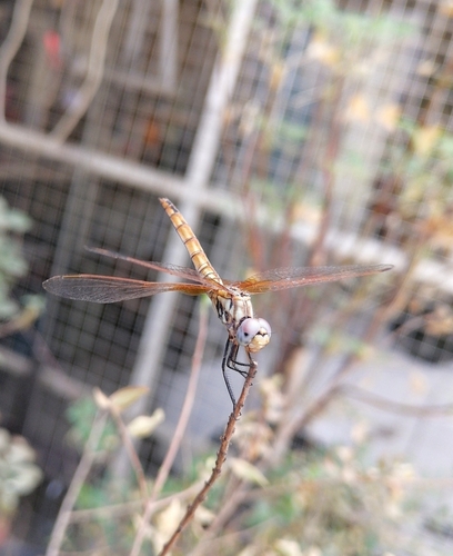 Violet Dropwing