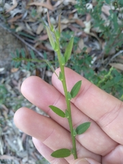 Bossiaea stephensonii