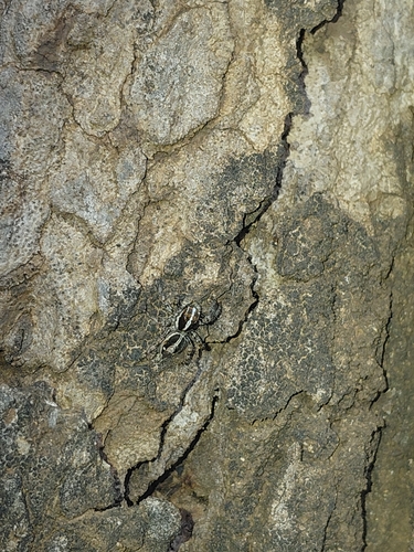 Pantropical Jumping Spider