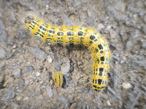 Buff-tip