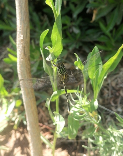 Slender Skimmer