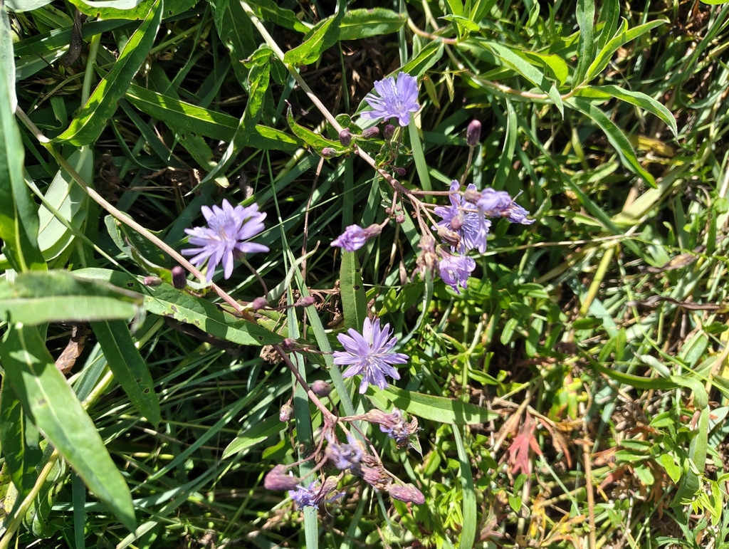 Lactuca sibirica; photograph (c) Анна Васильченко, some rights reserved (CC BY)