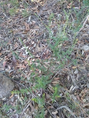 Bossiaea stephensonii