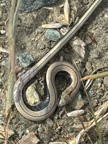 Common Slowworm