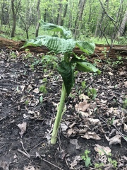 Arisaema triphyllum