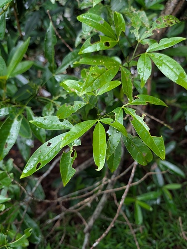 Melicope pteleifolia observed 2026-08-20