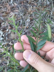 Bossiaea stephensonii