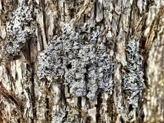 Physconia subpallida