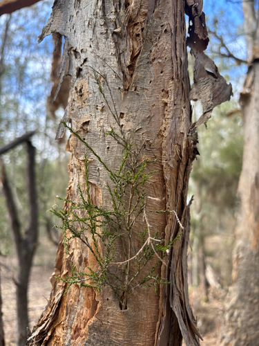 Melaleuca irbyana, 2026-08-20