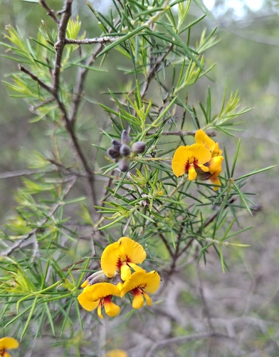 Sieber's parrot-pea