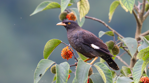 Crested Myna