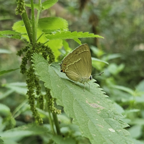 Purple hairstreak