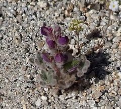 Lupinus concinnus optatus
