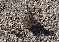 Lupinus concinnus optatus