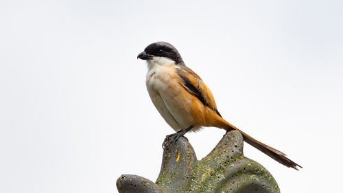 Long-tailed Shrike