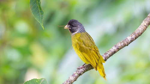 Collared Finchbill