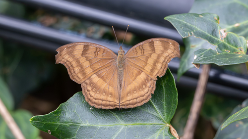 Chocolate Pansy