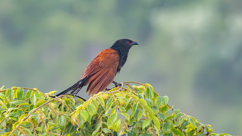 Greater Coucal