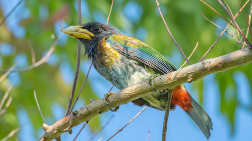 Great Barbet