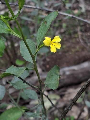 hop goodenia