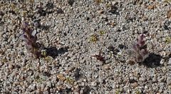 Lupinus concinnus optatus