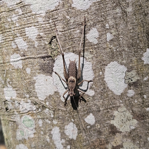 Dark Bush-cricket