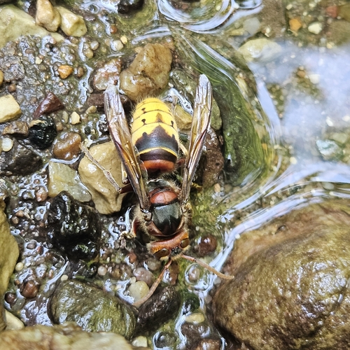 European Hornet
