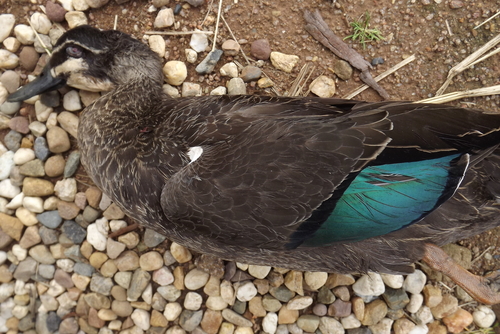 Pacific Black Duck